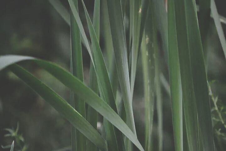 growth, plant, close-up, nature, grass, green color, leaf, blade of grass, selective focus, beauty in nature, freshness, focus on foreground, drop, growing, outdoors, field, wet, water, no people, day