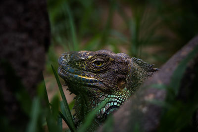 Close-up of a lizard