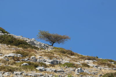 Trees on landscape against clear blue sky