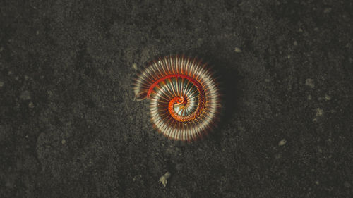 Directly above shot of spiral centipede on field