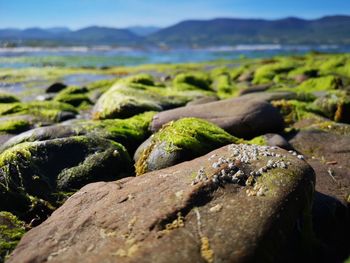 Close-up of moss on rock