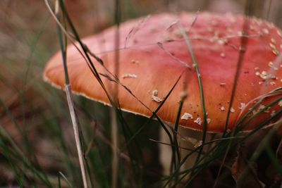 Close-up of mushroom growing on field