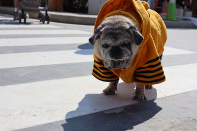 Portrait of dog on street