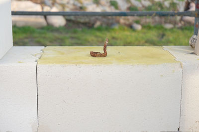 Close-up of insect on table