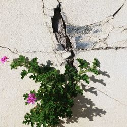 Close-up of plant against wall