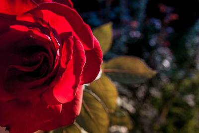 Close-up of red rose blooming outdoors