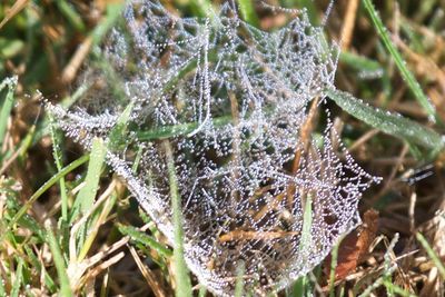 Close-up of spider on web