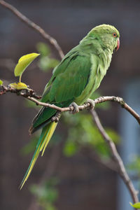 Close-up of parrot perching on branch