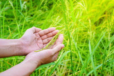 Close-up of hand holding leaf on field