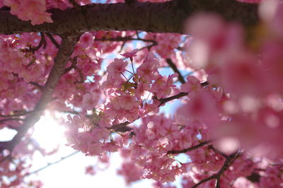 Low angle view of cherry blossoms in spring