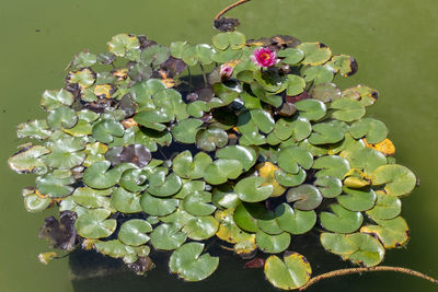 A lotus water lily on a small tin in the iblean garden, ragusa ibla.