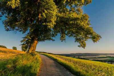 Road amidst trees on field against sky