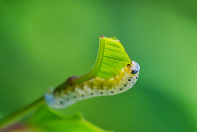 Close-up of insect on leaf