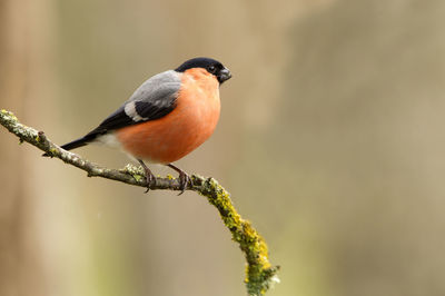 Close-up of bird perching on branch