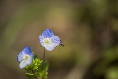 Close-up of insect on flower