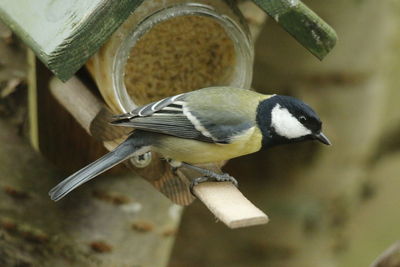 Close-up of bird perching on feeder