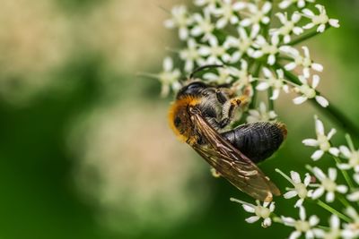 Close-up of bee pollinating flower