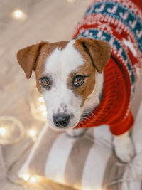 Close-up portrait of dog