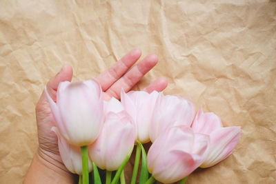 Close-up of hand holding pink tulip