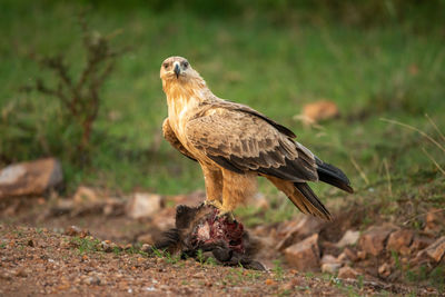 Tawny eagle perches on kill facing camera