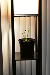 Potted plant on window sill at home