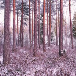 Trees in forest