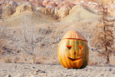 Close-up view of pumpkin on rock during autumn