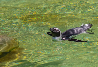 Duck swimming in lake