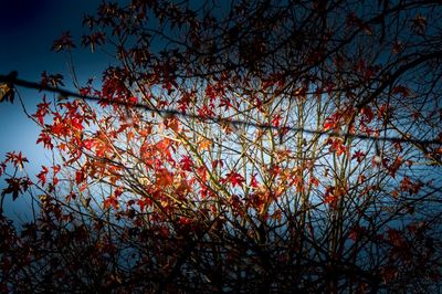 Low angle view of tree against sky