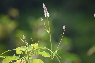 Close-up of flowering plant