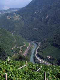 Winegrowing and viticulture in beautiful alpine landscape in south tyrol