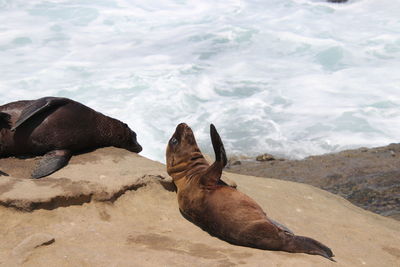 View of a sea lion on beach