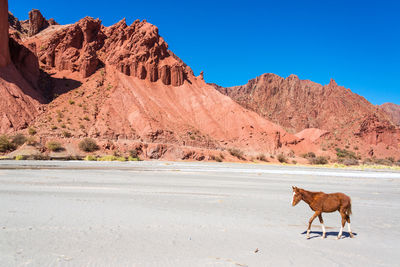 Brown foal walking against rock formations at desert