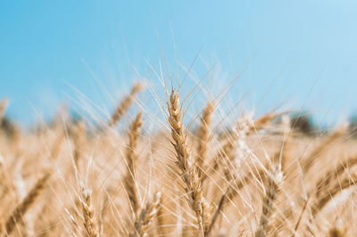 Close-up of stalks in field against sky