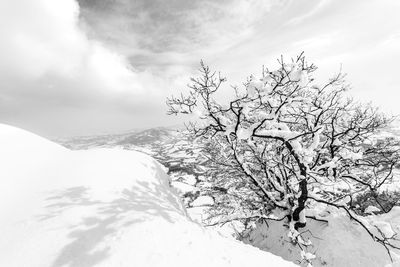 Bare tree against sky during winter