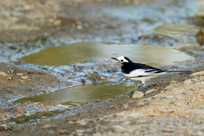 A white wagtail drinking water out of a water puddle.
