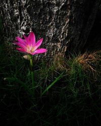 Close-up of flower blooming outdoors