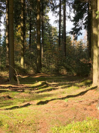 Scenic view of forest