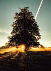 Trees on field against sky at sunset