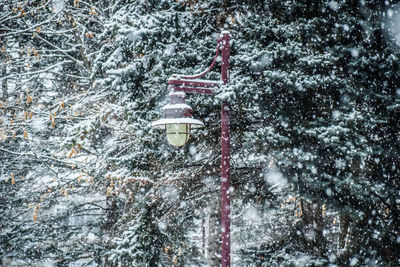 View of christmas tree during winter