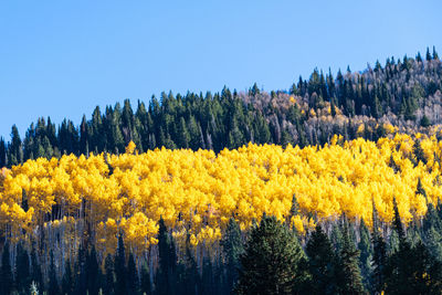 Scenic view of trees against clear sky