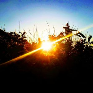 Sunlight streaming through silhouette plants against sky during sunset