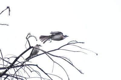 Low angle view of bird flying against the sky