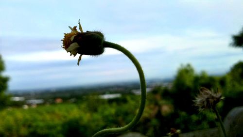 Close-up of flower against sky