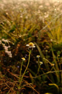 Close-up of flower blooming outdoors