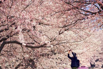 Man photographing cherry blossoms