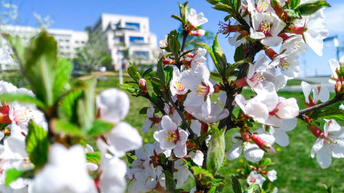 Close-up of white flowers blooming on tree