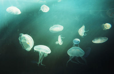 Jellyfish in sea