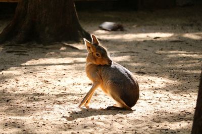 Animal on a land