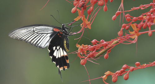 Close-up of butterfly on flower